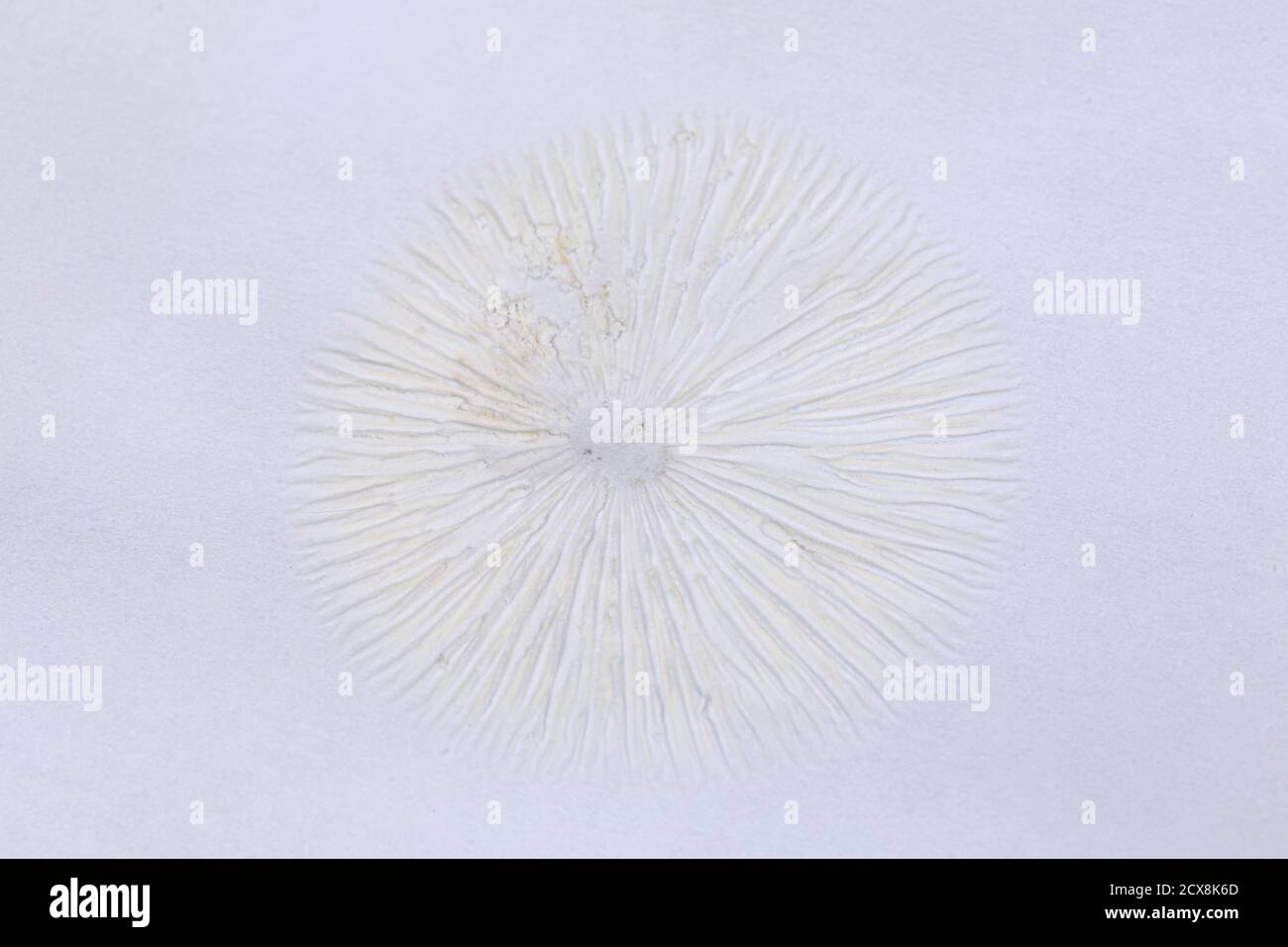 Hymenopellis radicata stampa spore su carta Foto Stock