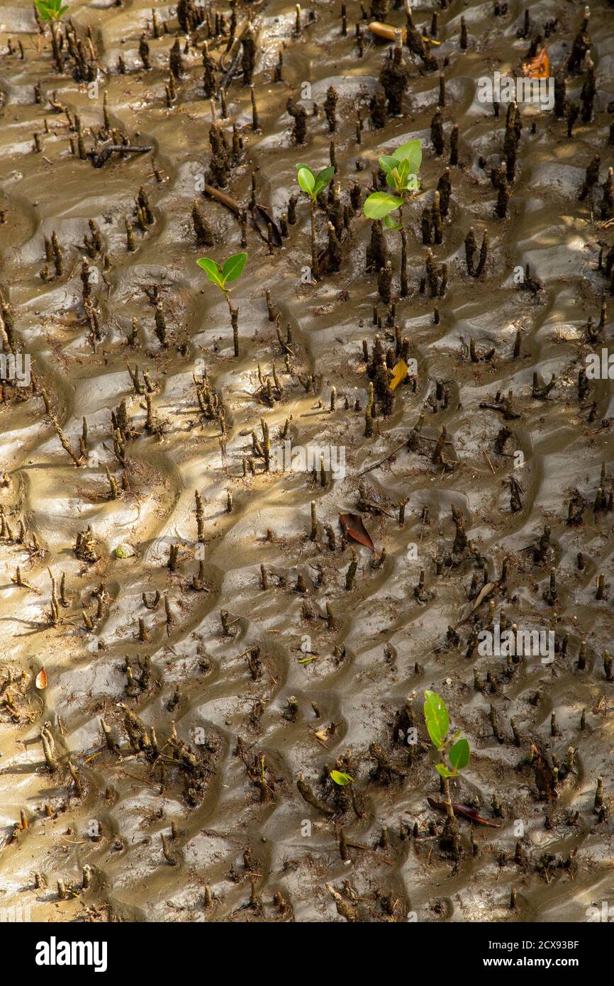 Radici di mangrovie su fangflat. Foto Stock
