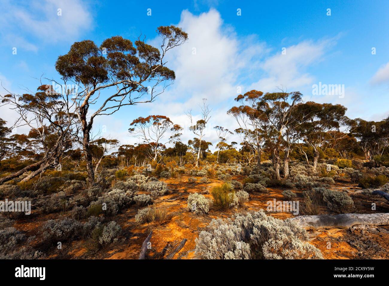 Australia Outback macchia terra, Norseman, Australia occidentale Foto Stock