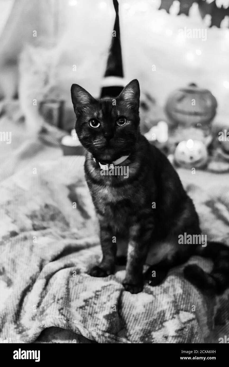 Halloween gatto nero e bianco morbido fuoco foto festiva di un animale domestico grigio scuro seduto su una morbida coperta Foto Stock