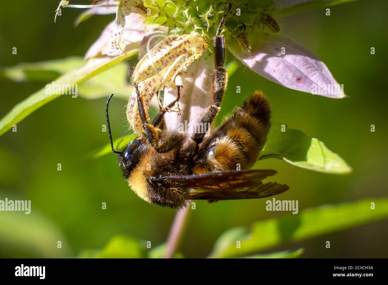 Primo piano di un Bumblebee americano (Bombus pensylvanicus), una specie indigena minacciata. Garner, Carolina del Nord Foto Stock