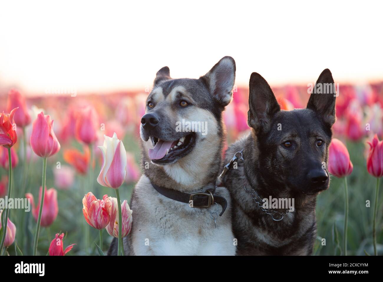 Ritratto di due wolfdogs Kunming che si posano su un campo di tulipani all'alba. Foto Stock