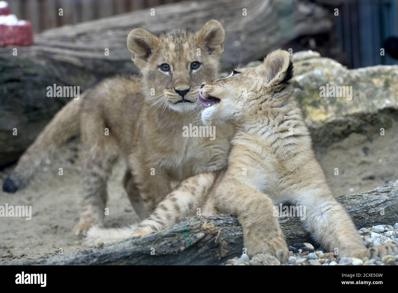 Due leoni barbarici di quattordici settimane (Panthera leo), un maschio di  nome Ramzes e una femmina di nome Zara, sono visti dopo una cerimonia di  denominazione allo Zoo di Bojnice il 4