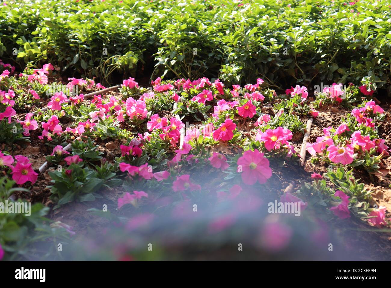 Bellissimi fiori a Dubai Foto Stock