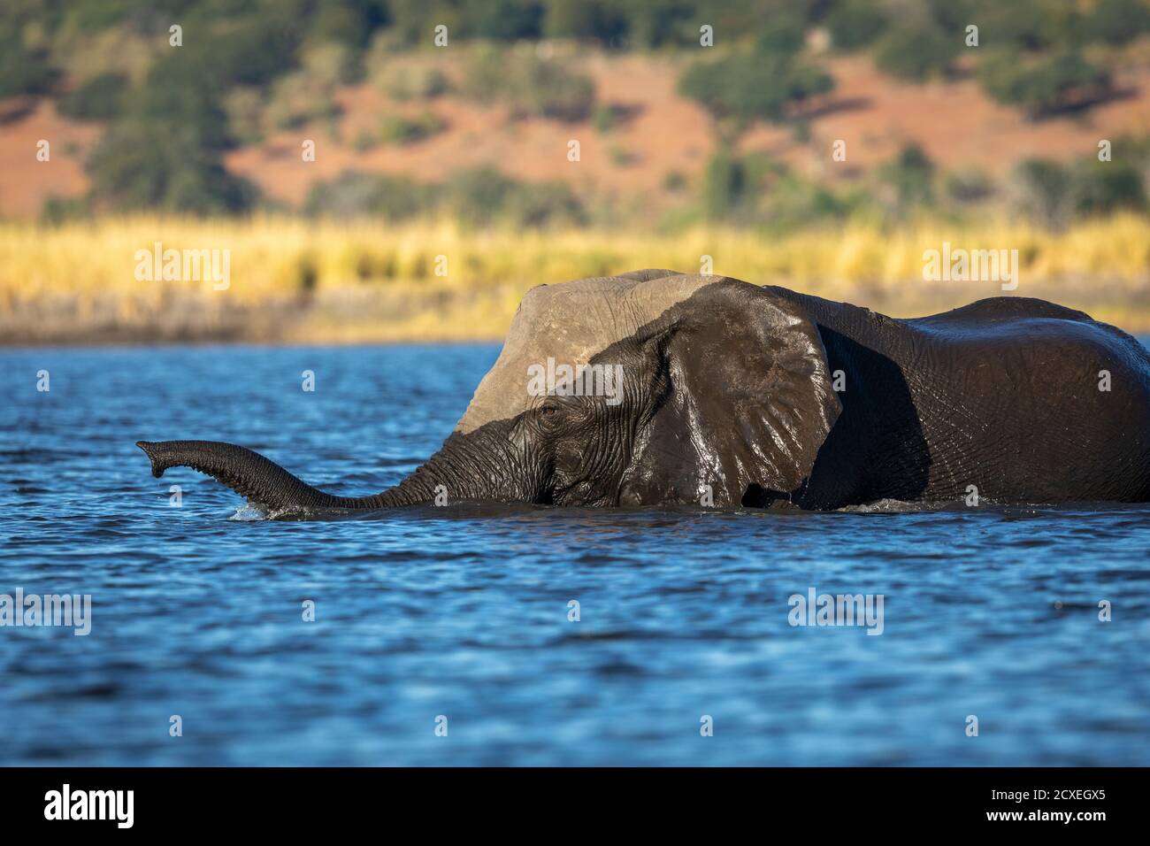 Elefante che nuota nel fiume Chobe in Botswana nel pomeriggio dorato leggero Foto Stock