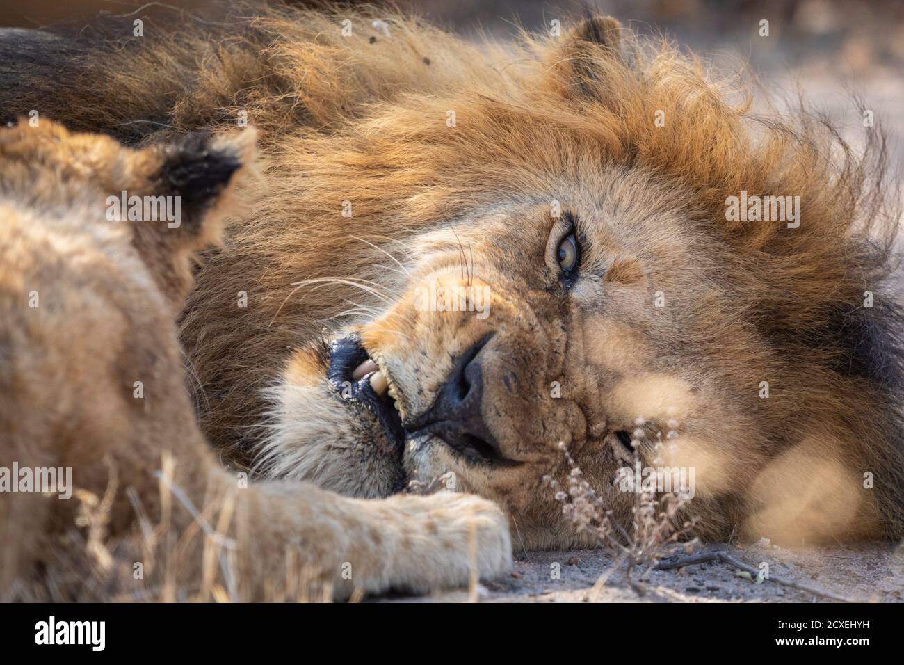 Primo piano su una faccia di leone maschio che si snarling a Piccolo cucciolo di leone a Kruger Park in Sud Africa Foto Stock Primo piano su una faccia di leone maschio che si snarling a Piccolo cucciolo di leone a Kruger Park in Sud Africa Foto Stock