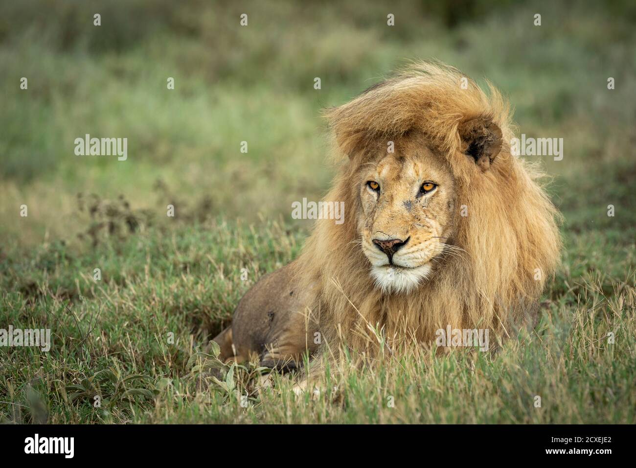 Ritratto orizzontale di un grande leone maschio con un grande mane giace in erba verde a Serengeti Tanzania Foto Stock