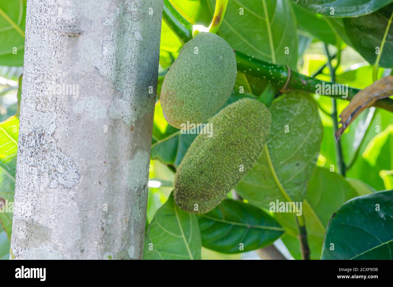 Fiori dell'albero di Jackfruit Foto Stock