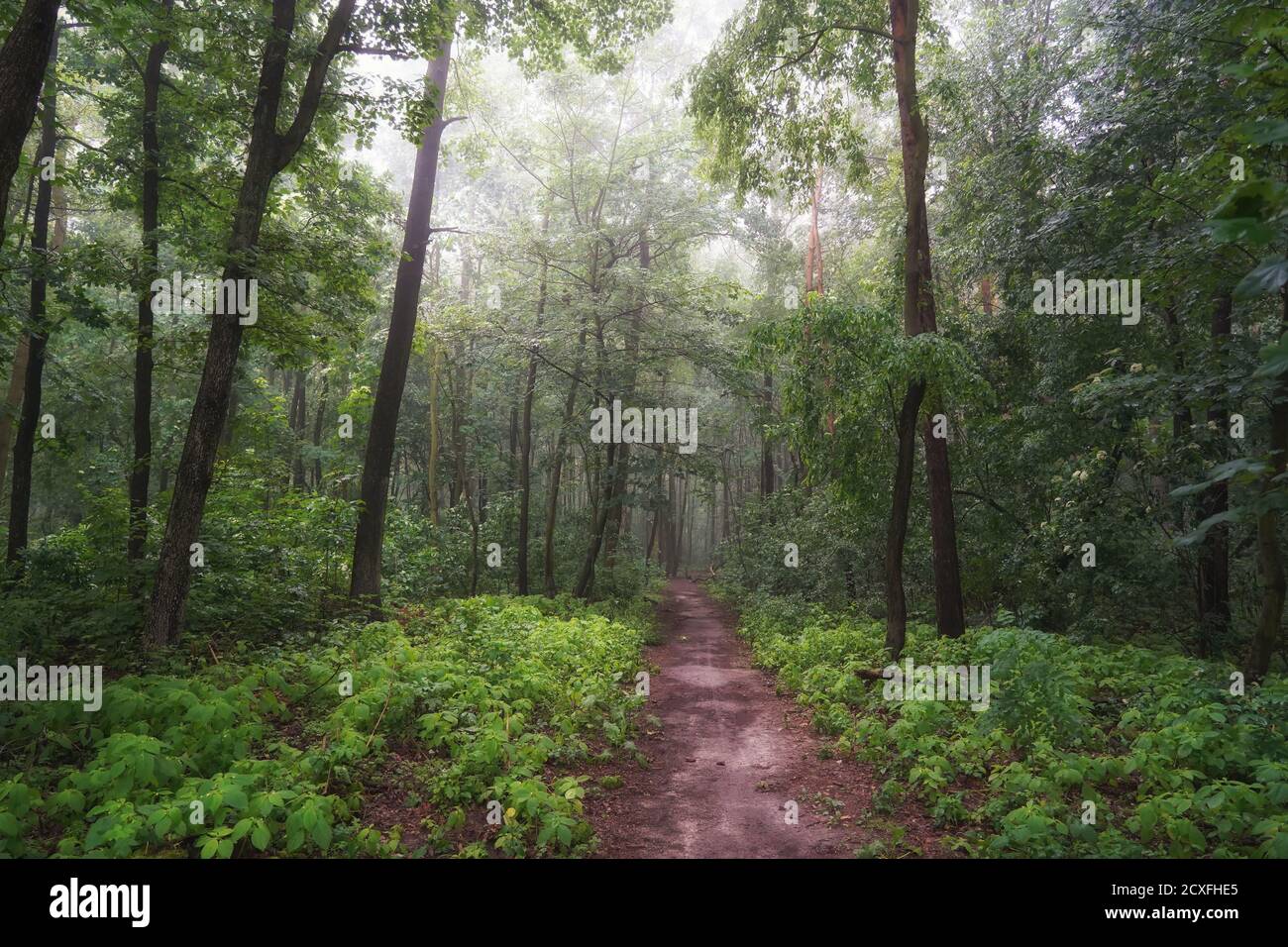 Giugno alba, mattina nebbia nella foresta, percorso tra gli alberi Foto Stock