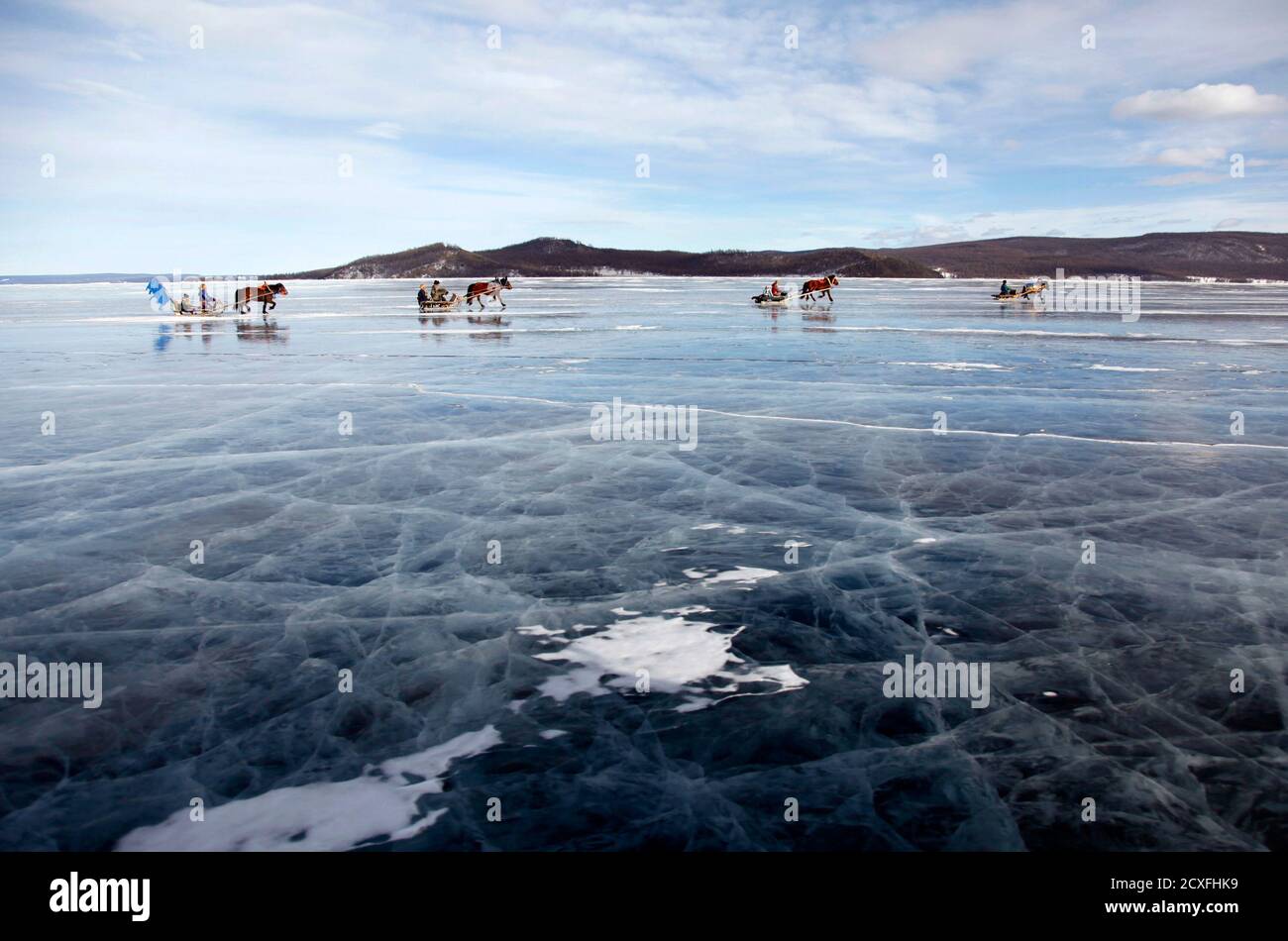 I cavalli tirano le slitte durante una gara invernale come parte del Festival annuale di due giorni sul lago Khuvsgul 3 marzo 2015. Foto scattata il 3 marzo 2015. REUTERS/B.RENTSENDOR (MONGOLIA - TAG: SOCIETÀ DEGLI ANIMALI DA VIAGGIO) Foto Stock