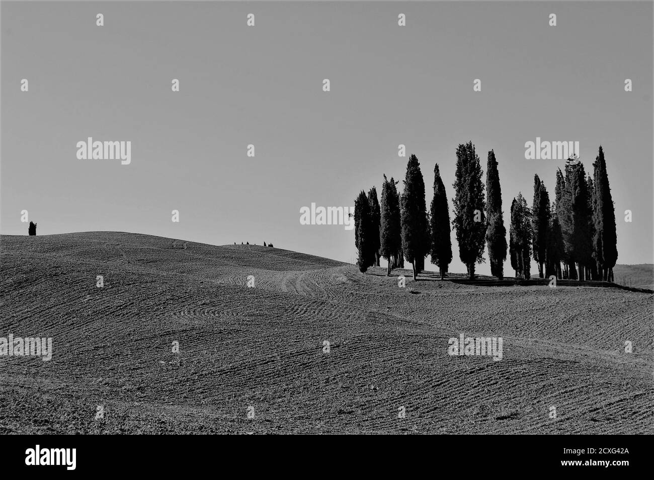 Piccola foresta di cipressi nella campagna toscana in Val d'Orcia Sito UNESCO in monocromia Foto Stock