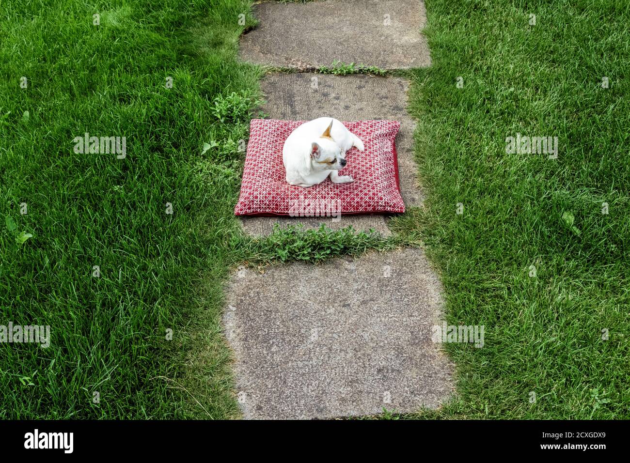 Un chihuahua bianco giace su un cuscino sul prato nel cortile. Foto Stock