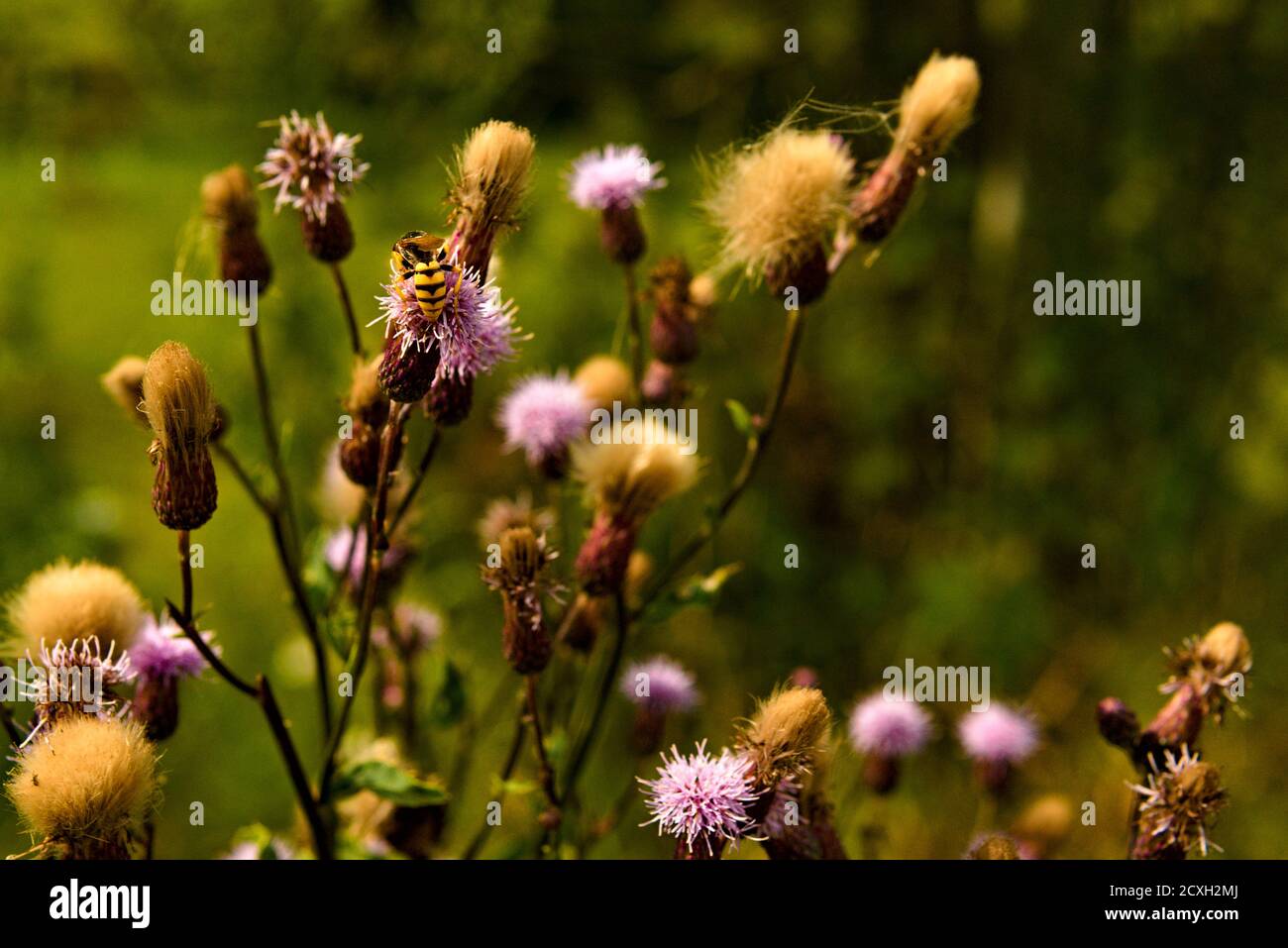 Un primo piano su piante di prato (cirsium arvense) e un'ape Foto Stock