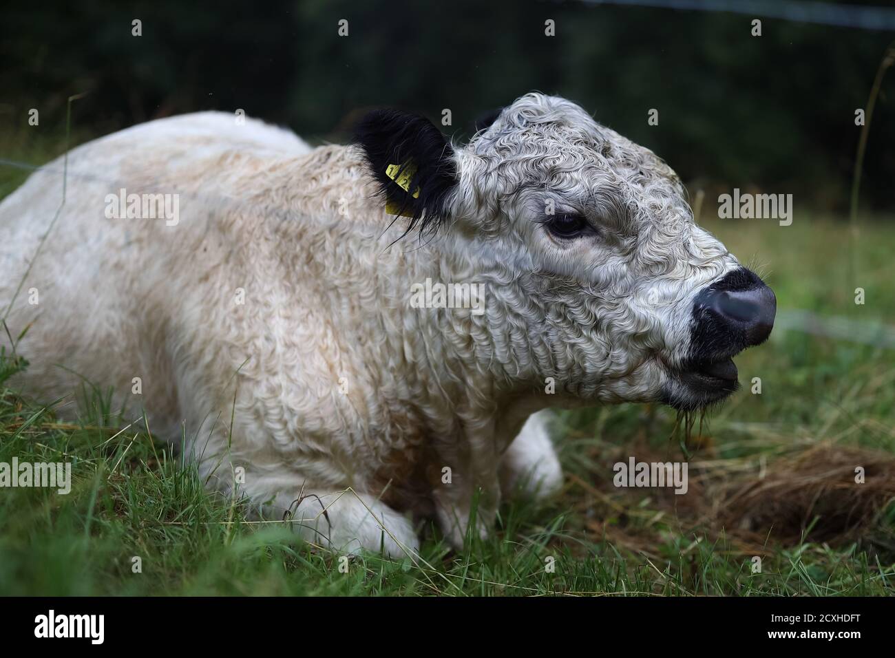 Giovane vitello in Baviera Germania Foto Stock