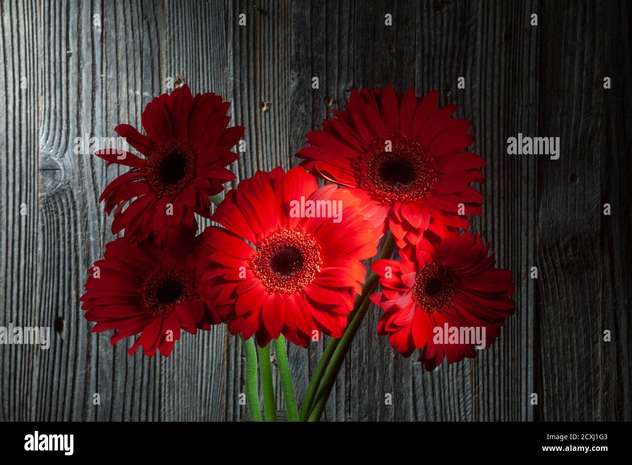 Closeup Foto di cinque fiori di Gerbera rosso sfinato su legno Sfondo Foto Stock