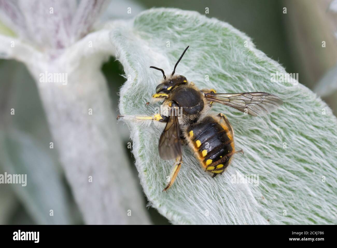 Garten-Wollbiene, Große Wollbiene, Gartenwollbiene, Europäische Wollbiene, Männchen An Wollbiest, Wollziest (Stachys byzantina), Anthidium manicatum, Foto Stock