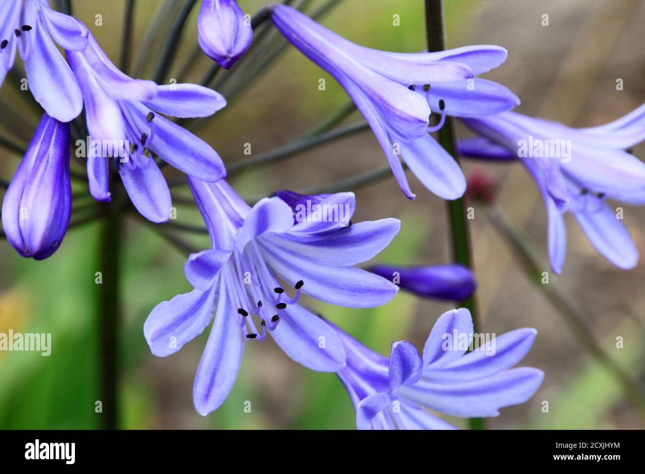 Blue Agapanthus fiori Foto Stock