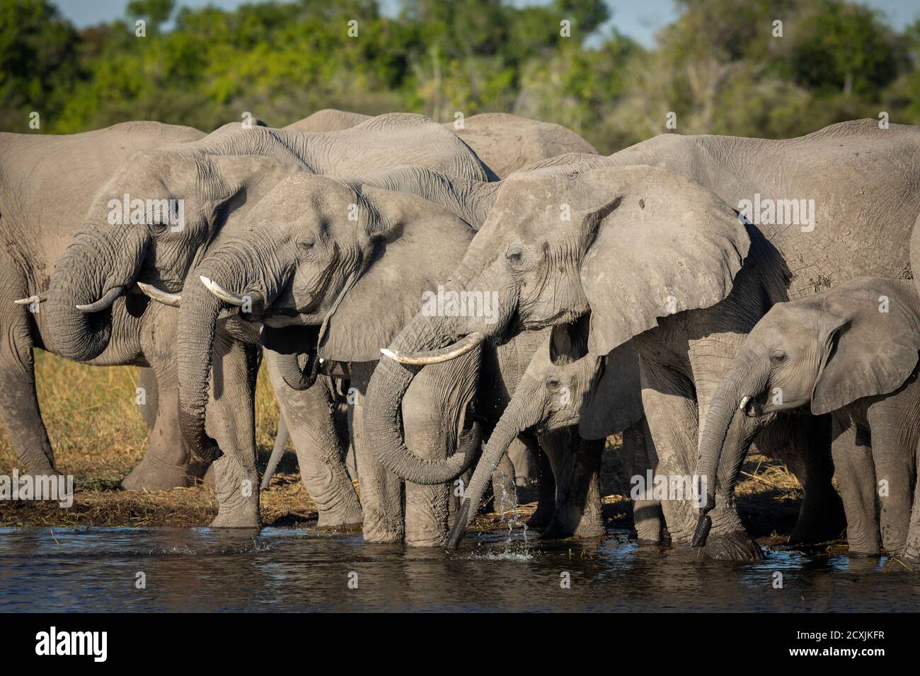 Elefanti in piedi in acque poco profonde bere a Moremi, Okavango Delta in Botswana Foto Stock