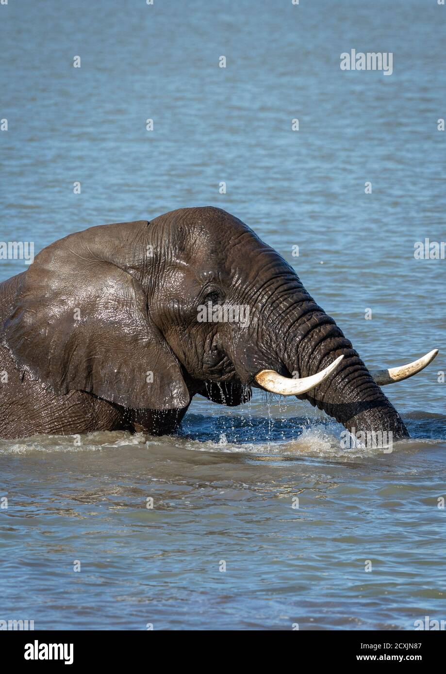 Ritratto verticale di un elefante che nuota in un fiume in Kruger Park in Sud Africa Foto Stock