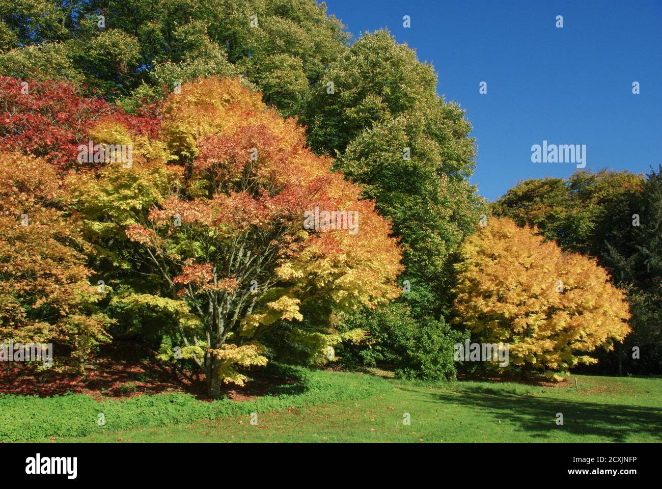 Colori autunnali al Batsford Arboretum, Cotswolds, Regno Unito Foto Stock