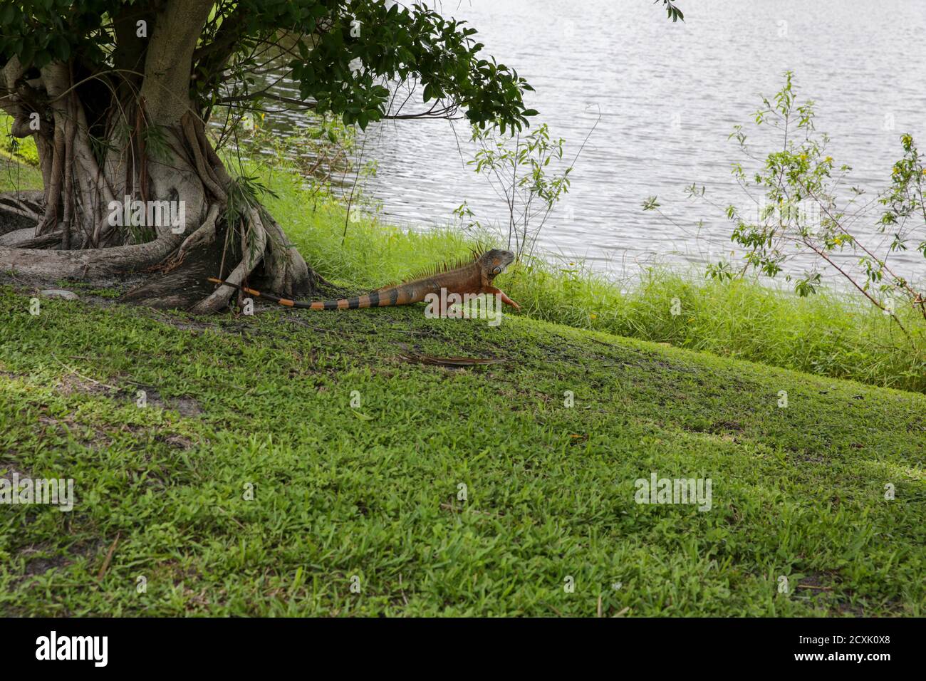 Green Iguana (Iguana Iguana), fotografata a Fort Lauderdale Florida, Stati Uniti d'America Foto Stock