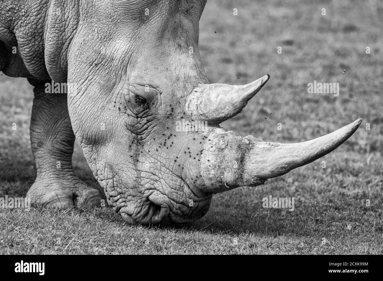 Southern White Rhino (Ceratotherium simum simum), Wildlife Park, Regno Unito Foto Stock