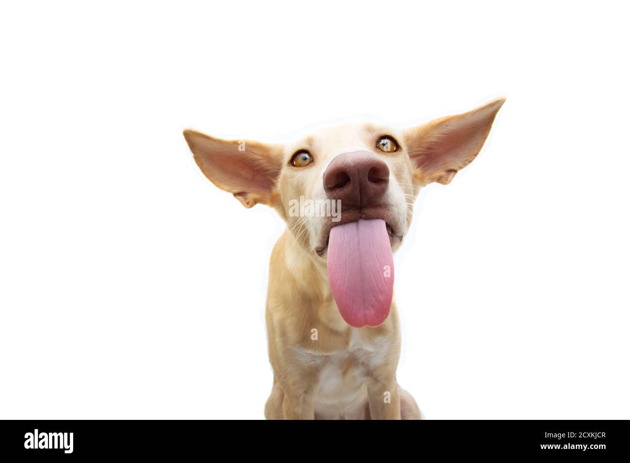 Affamato cane puppy divertente leccando le sue labbra con una lingua enorme fuori . Isolato su sfondo bianco. Foto Stock