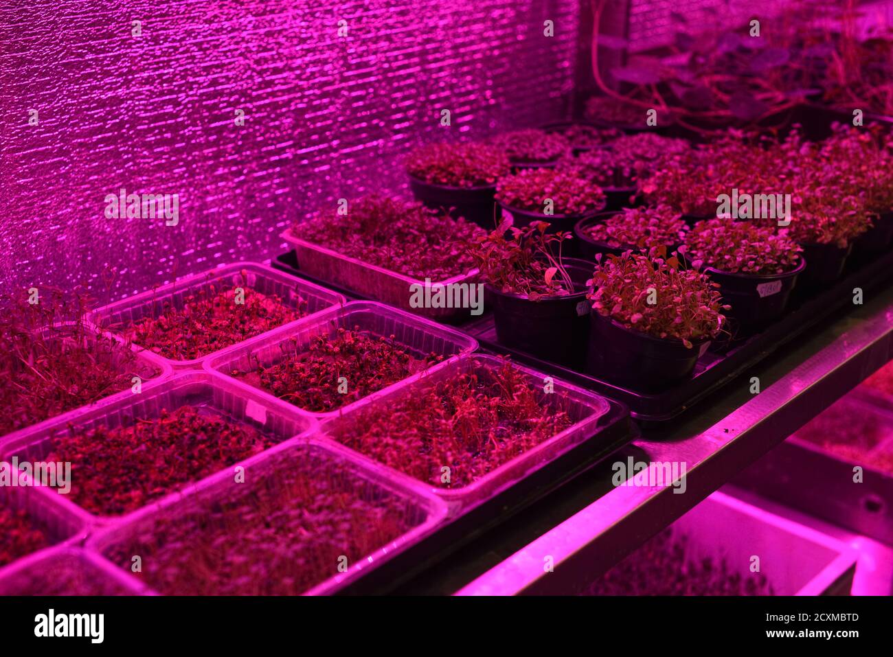 Fattoria al coperto di microsfere. Giovani piante e germogli che crescono in contenitori con luce UV artificiale Foto Stock