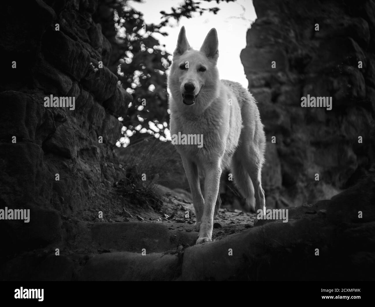 Ritratto di lupo bianco selvaggio all'interno delle rovine del vecchio forte. Foto Stock
