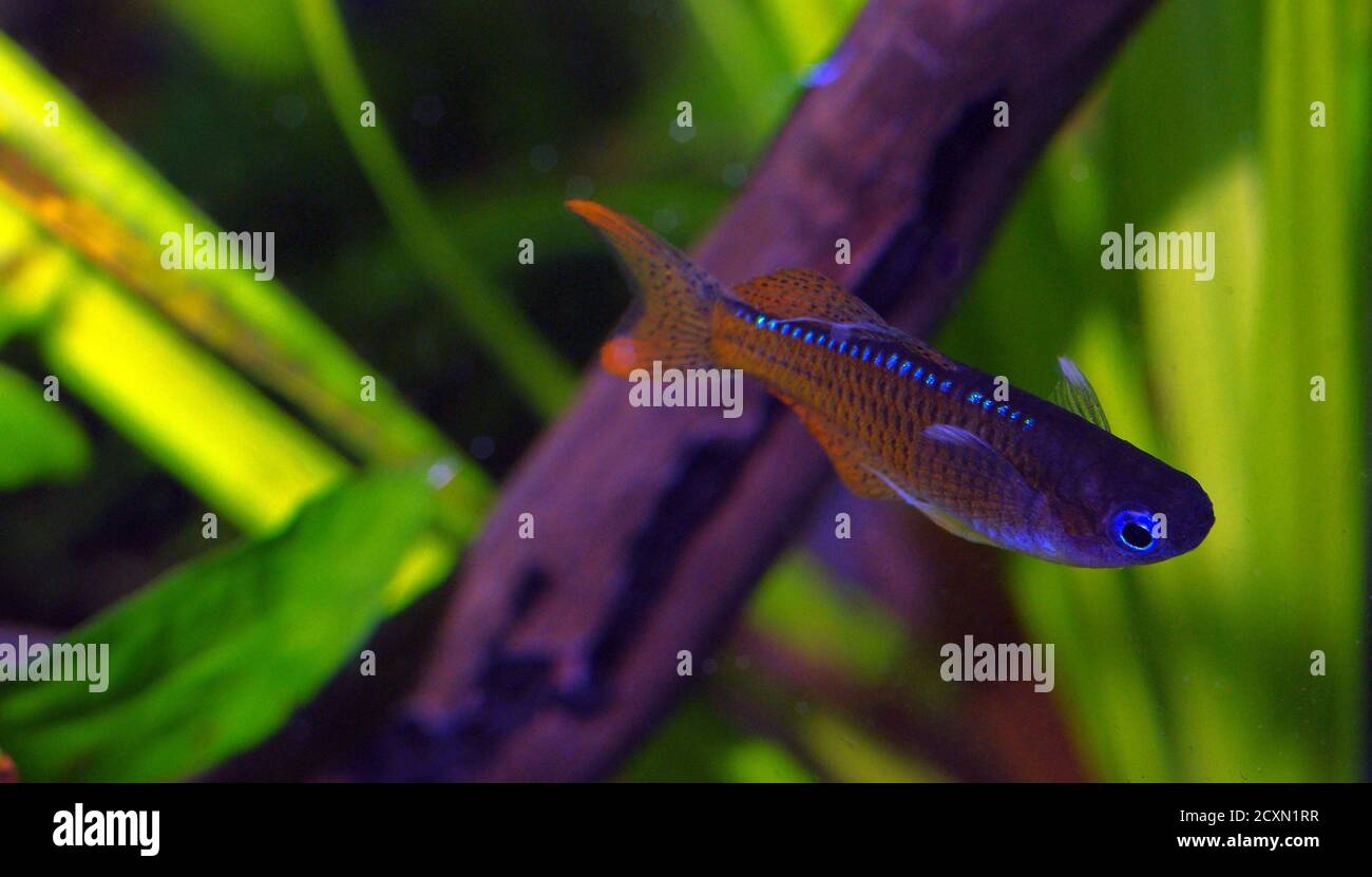 L'occhio blu al neon rosso (Pseudomugil luminatus), maschio. Foto Stock