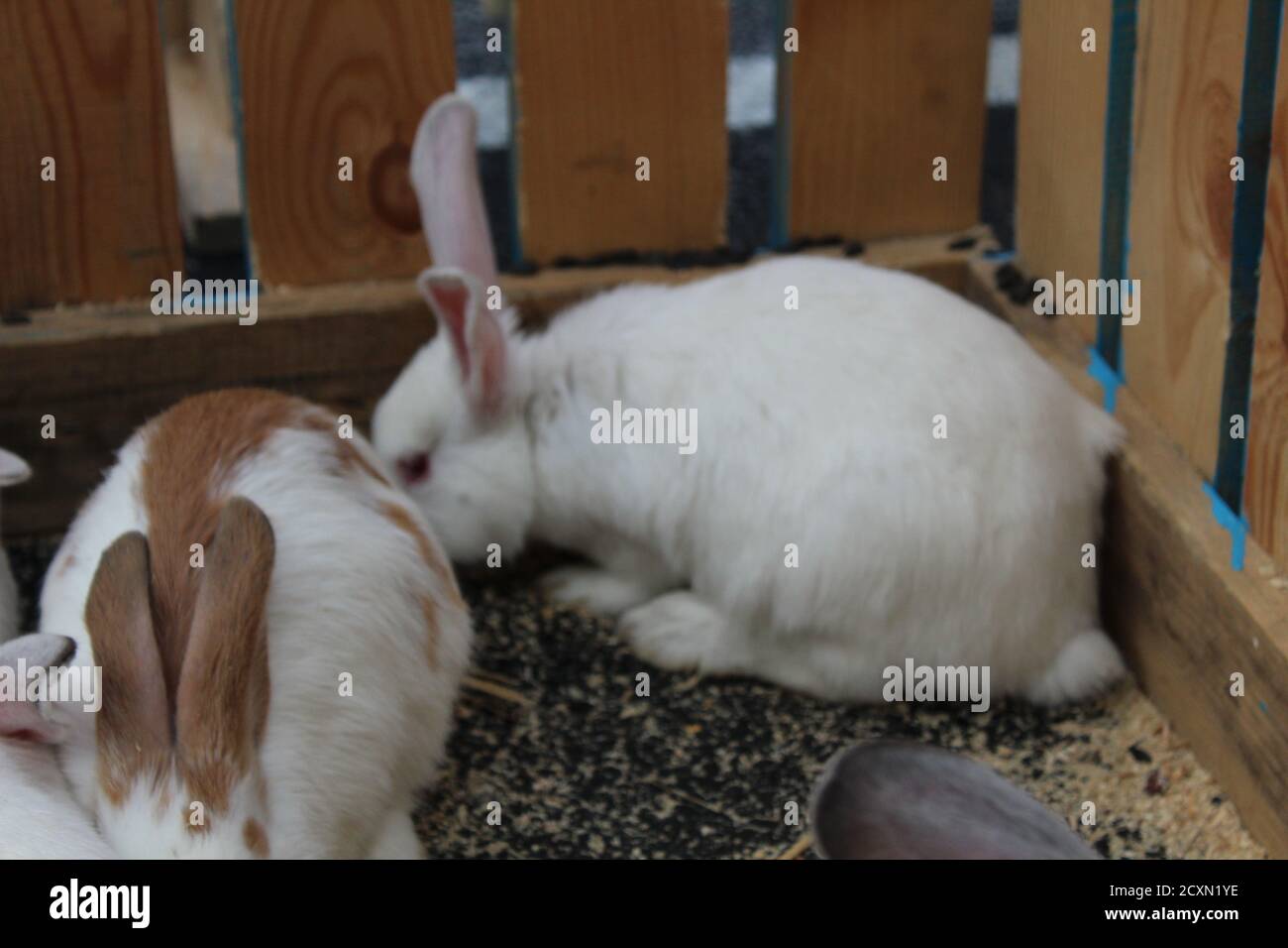 tre o quattro conigli bianchi o macchiati sono seduti dentro una gabbia di legno mangiare Foto Stock