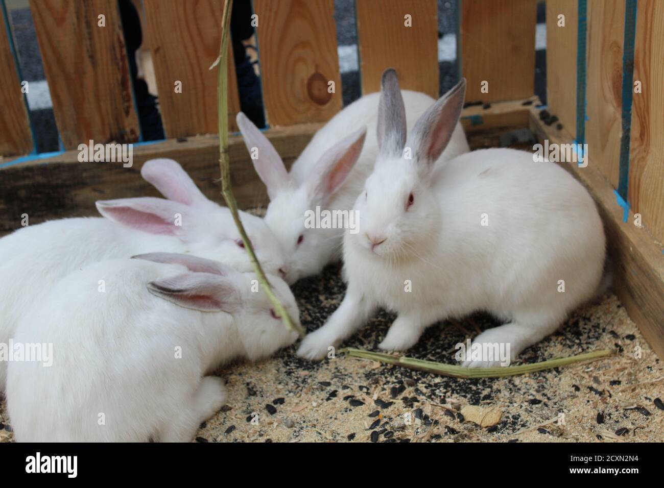 tre o quattro conigli bianchi o macchiati sono seduti dentro una gabbia di legno mangiare Foto Stock