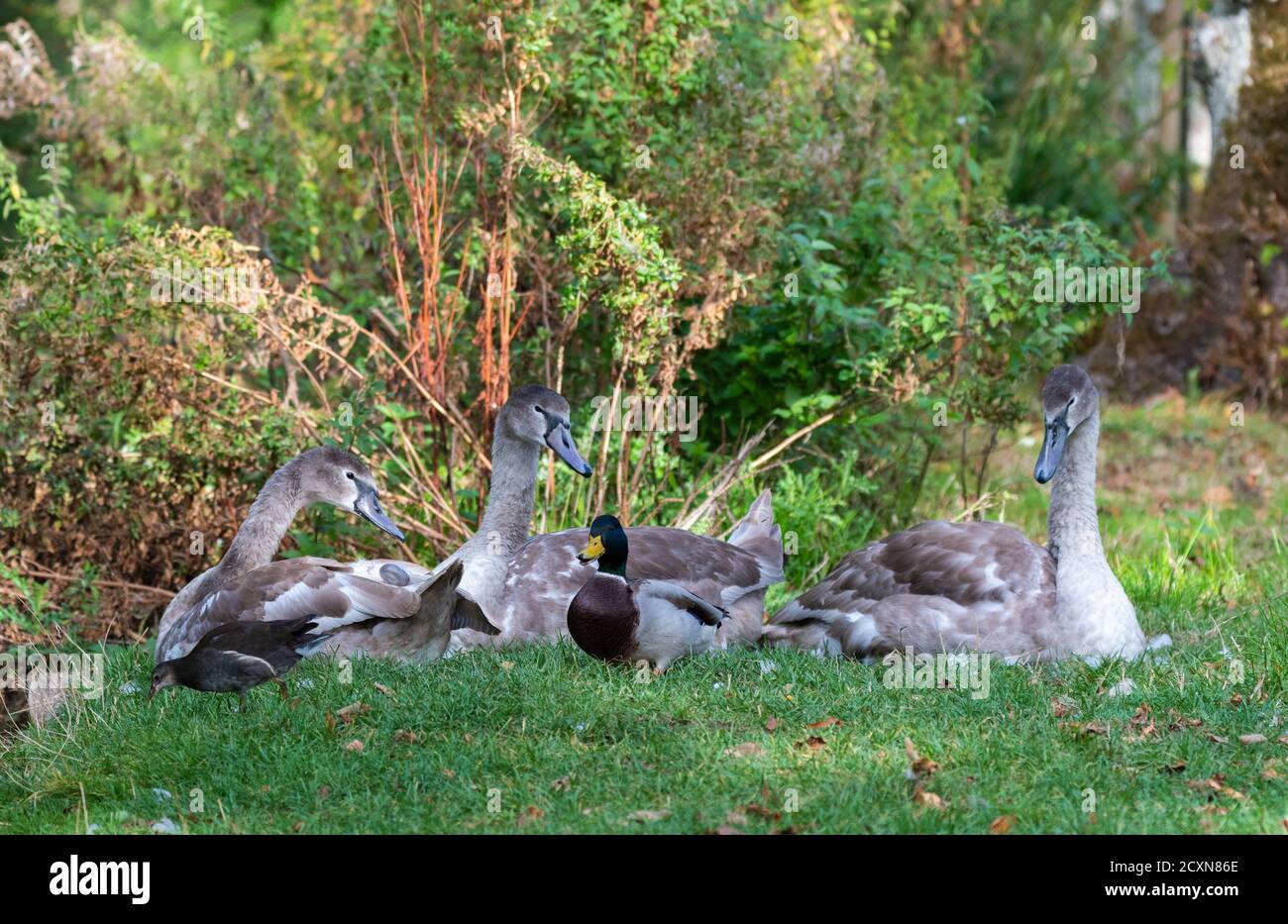 Famiglia di Cignets White Mute Swan (Cygnus olor) seduta sull'erba in autunno in inverno in Inghilterra, Regno Unito. Foto Stock