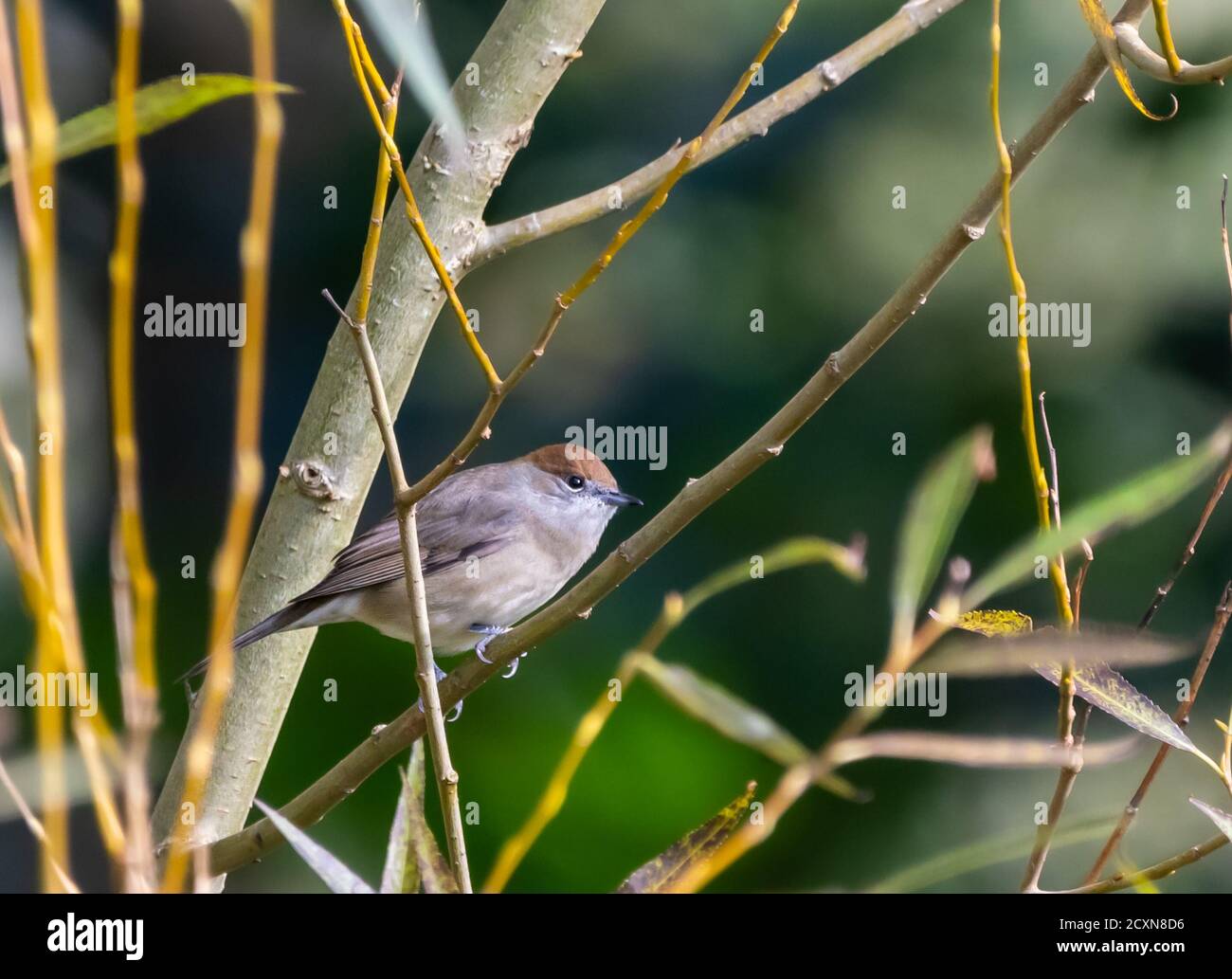 Femmina adulto Blackcap (Sylvia ricapilla), un piccolo uccello arroccato su un ramo in autunno nel Sussex occidentale, Inghilterra, Regno Unito. Foto Stock