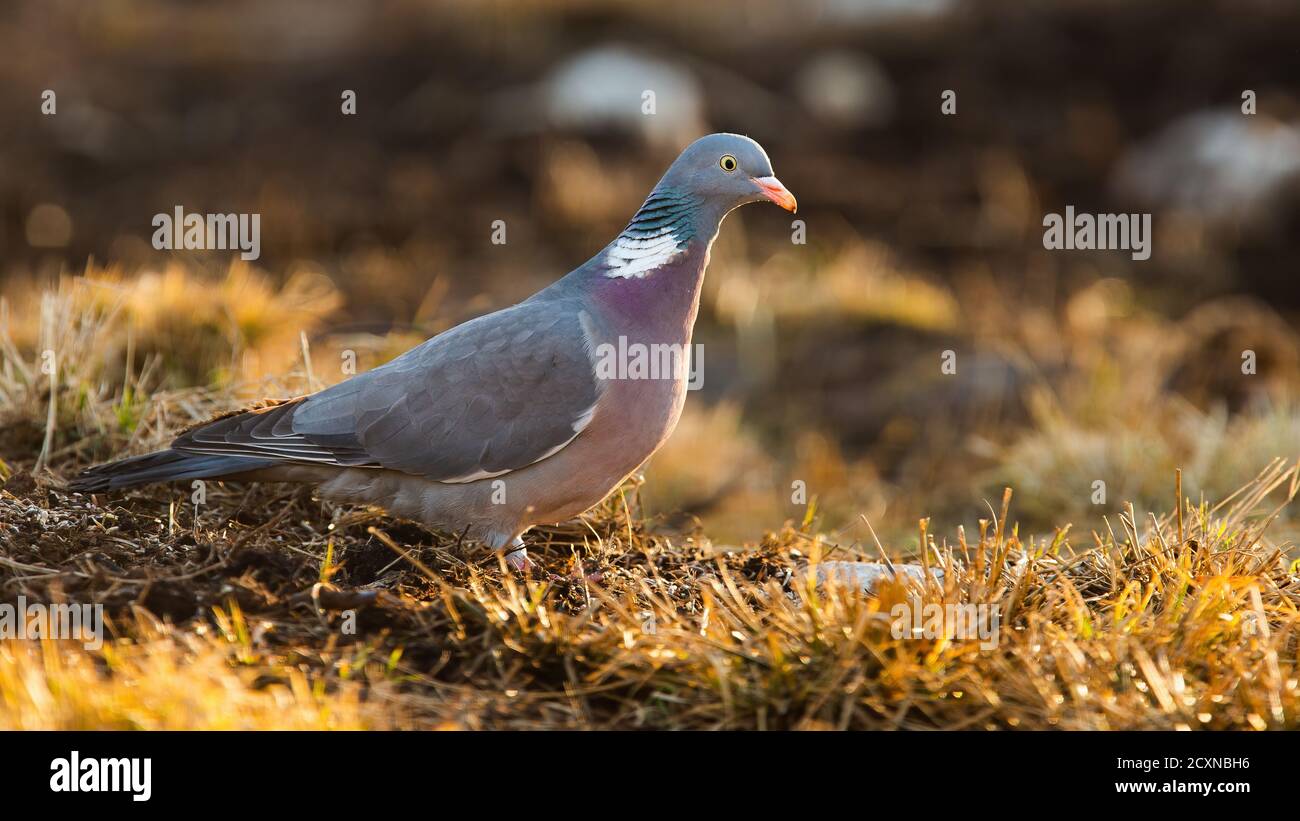 Piccione di legno comune in piedi a terra in autunno. Foto Stock