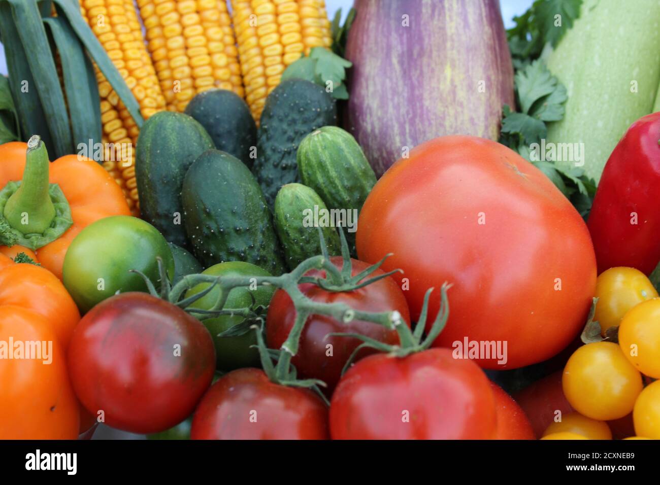 cibo sfondo verdure pomodori rosso giallo cetrioli verde carote arancio cavolo di patate di mais Foto Stock