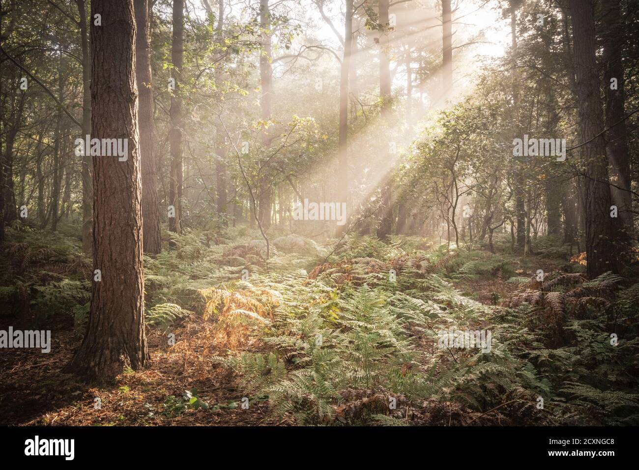 Vibranti alberi di luce attraverso la nebbia che cattura su felci in una radura del bosco. Una mattina foggy autumnal in una foresta inglese. Foto Stock