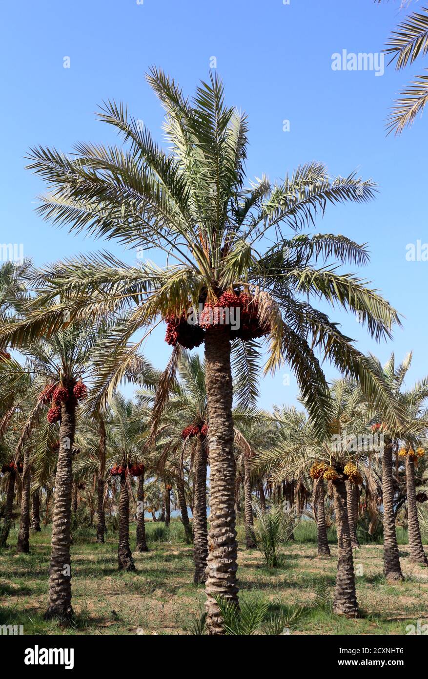 Piantagione di palme da dattero, Janabiyah, Regno del Bahrain Foto Stock
