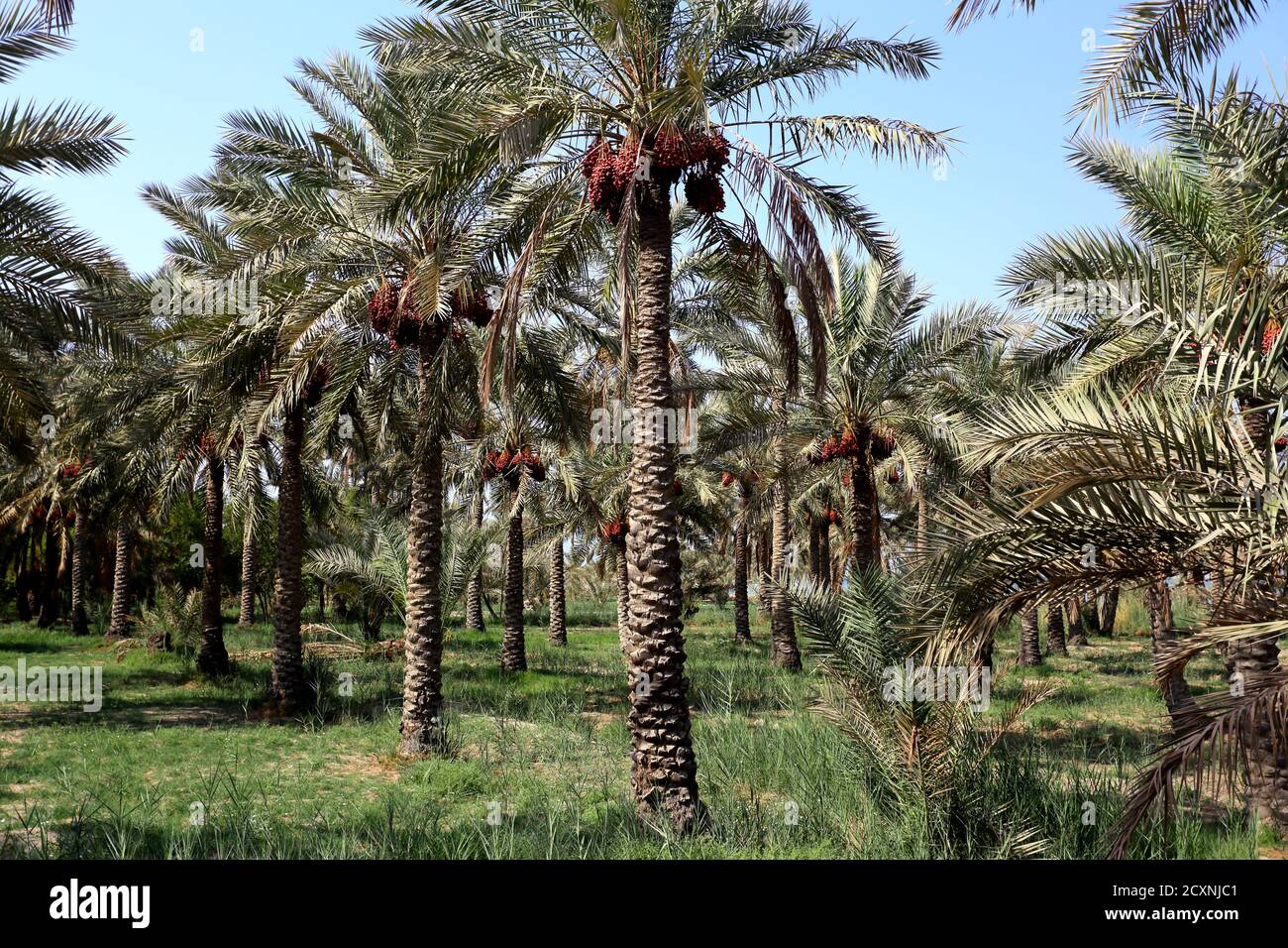 Piantagione di palme da dattero, Janabiyah, Regno del Bahrain Foto Stock