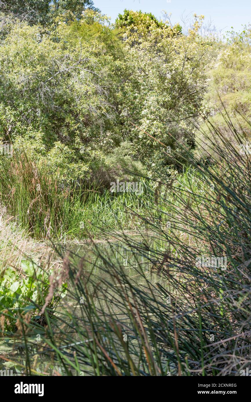 White's Creek Wetland devia il deflusso delle acque piovane in una pianta nativa stagni che catturano l'azoto in eccesso e forniscono un habitat per fauna locale Foto Stock