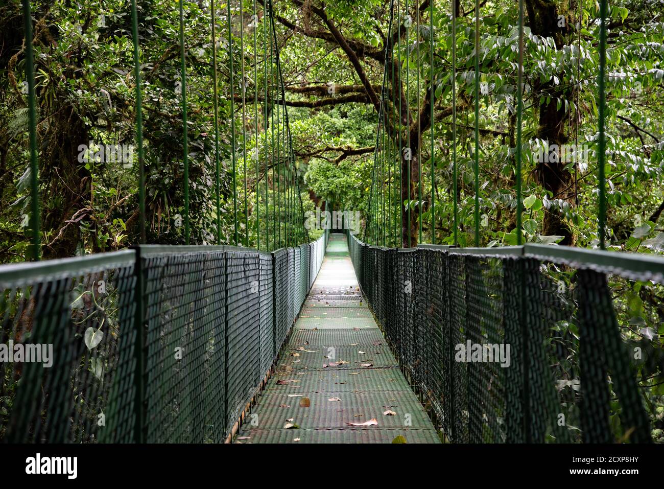 Monteverde Cloud Forest ponte sospeso, Costa Rica, giungla nuvolosa vuota, catena ponte sospeso sopra e attraverso la umida foresta pluviale Foto Stock