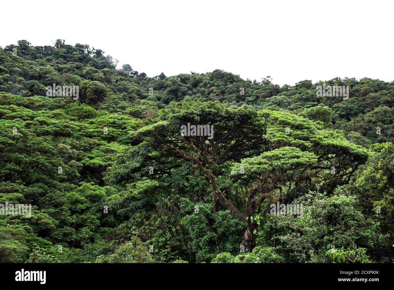 Monteverde Cloud Forest Costa Rica Rainforest nuvoloso giungla umida alberi ricoperti di muschio Foto Stock