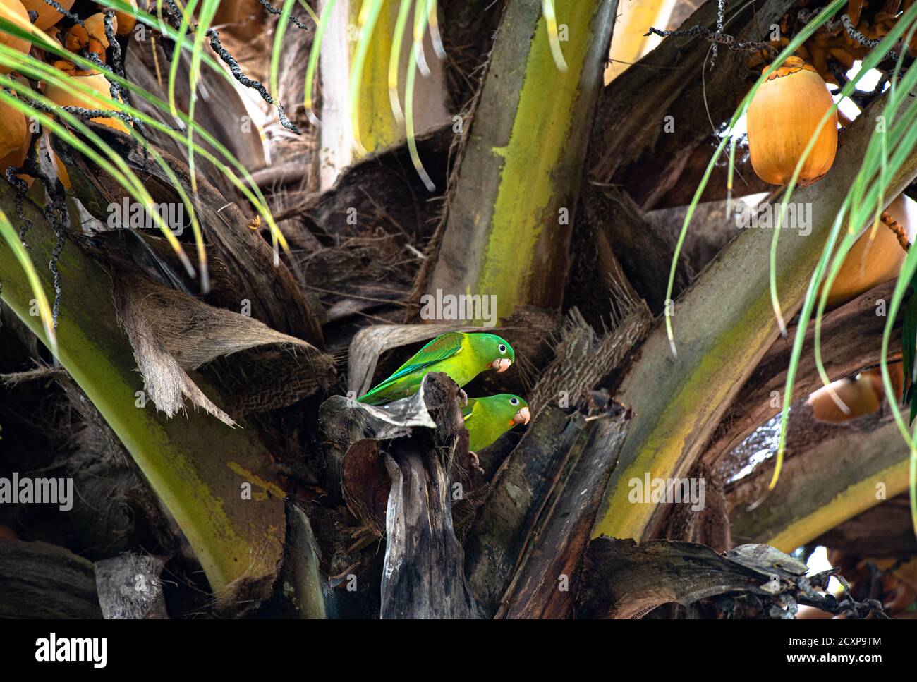 Parakeet aranciato, Tovi Brotogeris jugularis, bella coppia di Parrot seduta su palme da cocco, animali amorevoli, Costa Rica la Fortuna Foto Stock