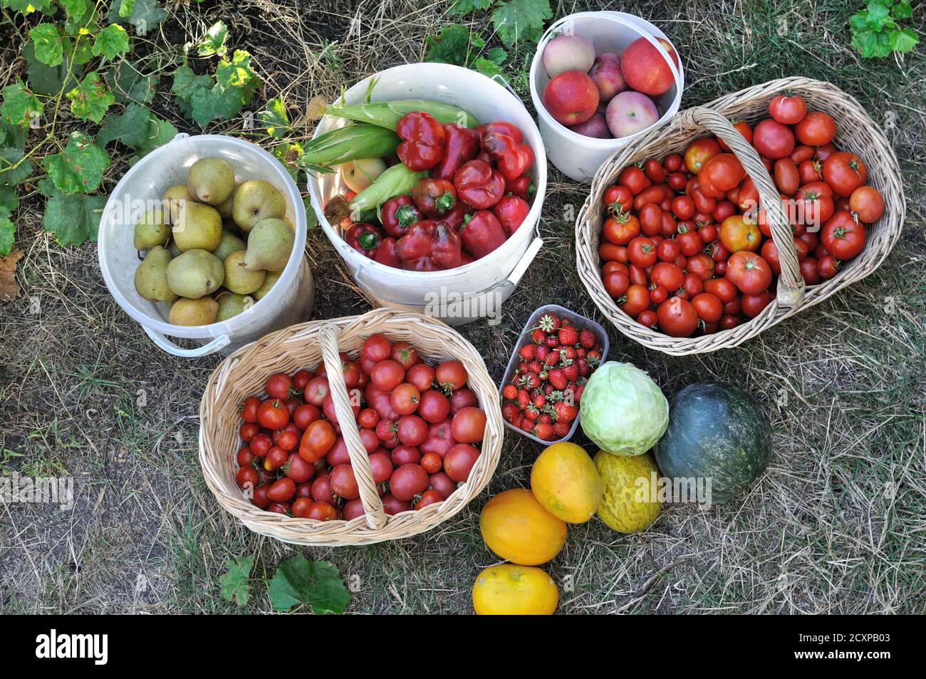 frutta e verdura biologiche diverse e mature raccolte di fresco nell'orto, vista direttamente sotto Foto Stock