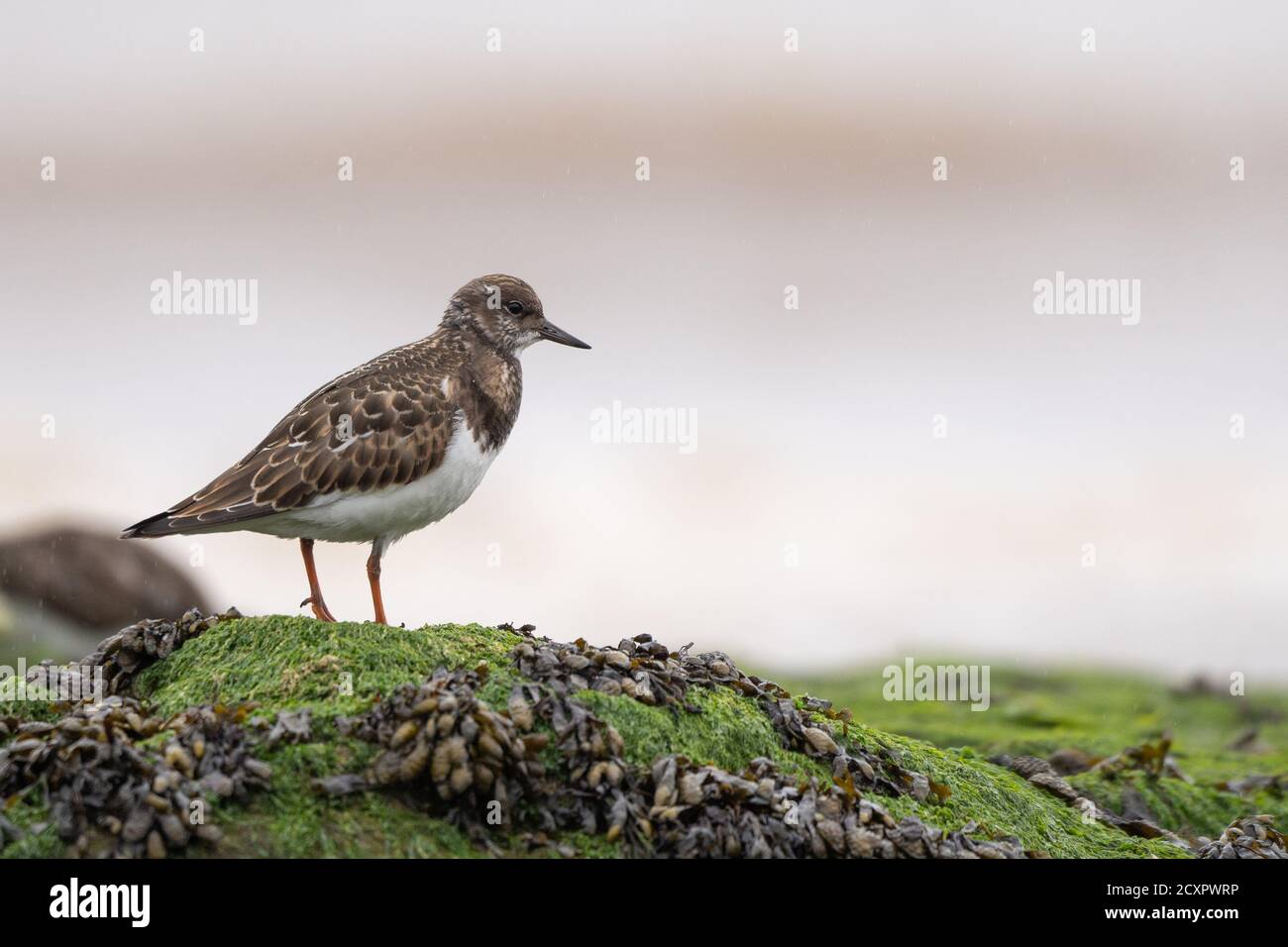 Turnstone che si erge sulle rocce sulla riva di New Brighton Beach, Wirral, Merseyside, Regno Unito Foto Stock