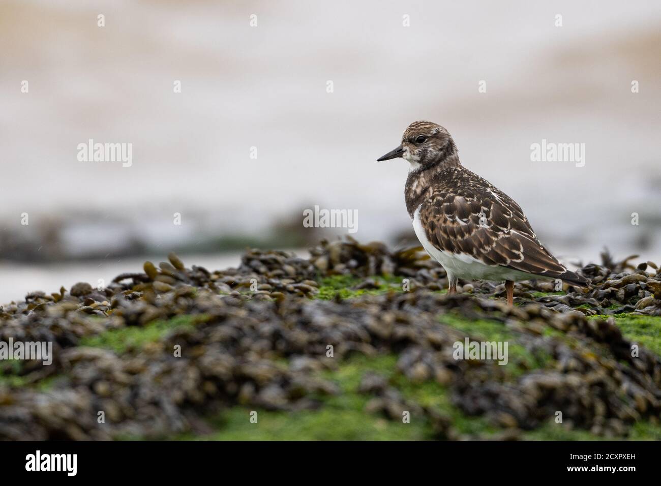 Turnstone che si erge sulle rocce sulla riva di New Brighton Beach, Wirral, Merseyside, Regno Unito Foto Stock