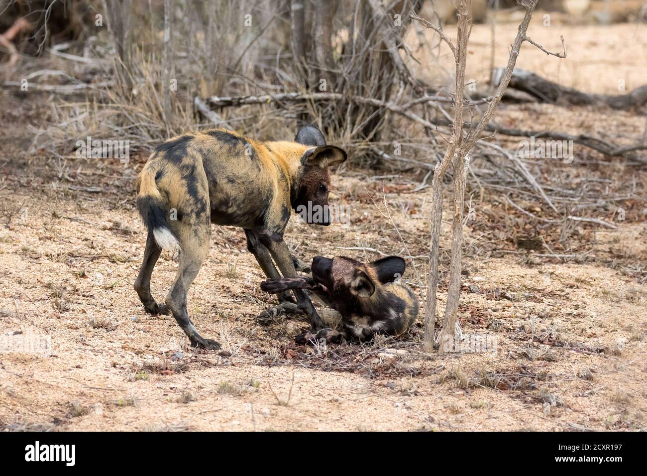 Un paio di cani selvatici africani, altrimenti noti come lupo dipinto, nel cespuglio del Parco Nazionale Kruger, Sud Africa. Questo animale della confezione è ora e endange Foto Stock
