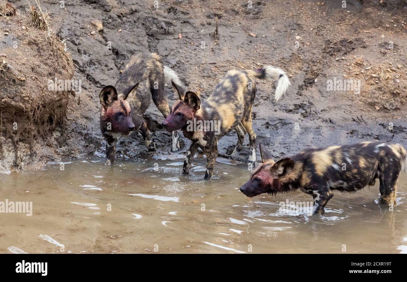 Un gruppo di cani selvatici africani, altrimenti noti come lupo dipinto, in un ruscello nel Parco Nazionale Kruger, Sud Africa. Questo animale della confezione è ora e endang Foto Stock