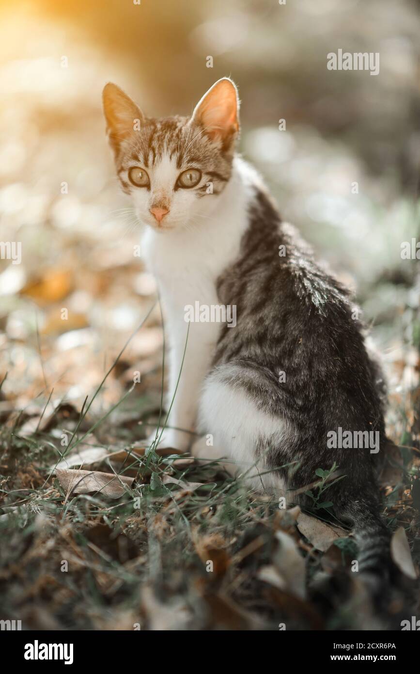 Carino gatto giovane illuminato al sole in natura Foto Stock