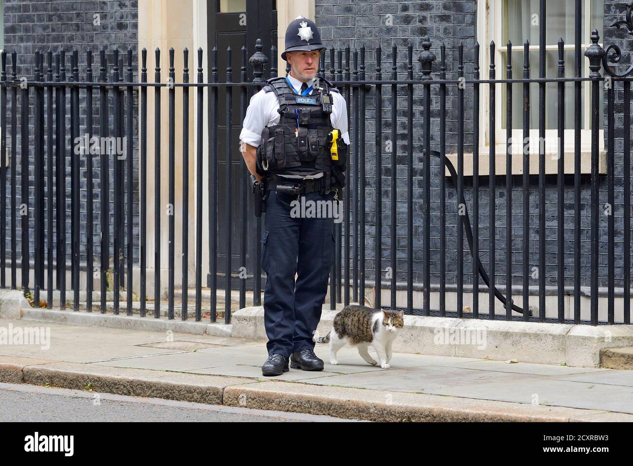 Larry the Cat - Capo Mouser presso l'ufficio del Gabinetto - con la sua sicurezza personale a Downing Street, 30 settembre 2020 Foto Stock